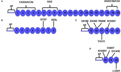 Clinicopathologic Implications of Complement Genetic Variants in Kidney Transplantation